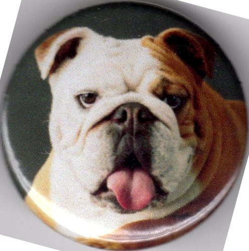 Bulldog pin button badge 25mm - pin,