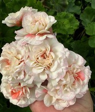 Pelargonium Lia Untold Stories
