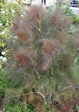 Bronze Fennel Foeniculum vulgare Purpureum Aromatic herb plant Bees 9cm pot