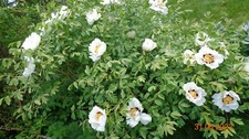 Paeonia rockii/ tree peony