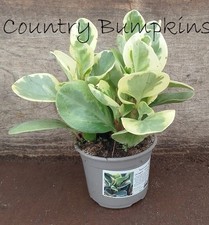 Variegated Baby Rubber Plant