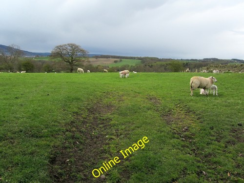 Photo 6x4 pasture scale - photo, on