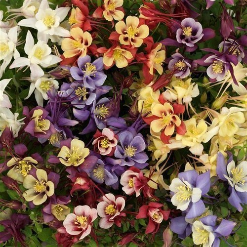 Aquilegia earlybird mixed - aquilegia, earlybird™