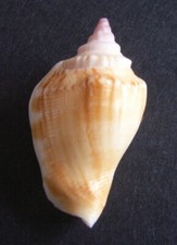 Strombus Dolomena Dilatata 28mm