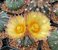 Astrophytum  asterias  (25