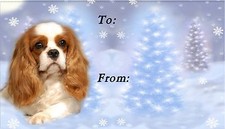 Cavalier King Charles Spaniel