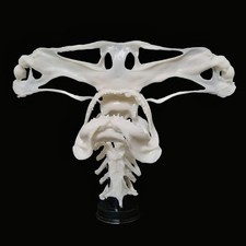 Replica resin hammerhead shark