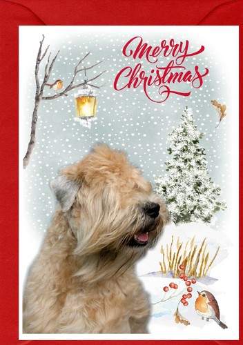 Soft coated wheaten terrier - coated,