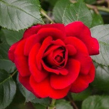 Rose Bush Stromboli in 3L Pot