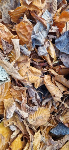 Bioactive leaves only leaf - bioactive,
