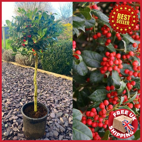 Lollipop holly tree - lollipop,