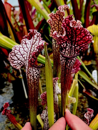 Sarracenia rita soper - rita, x