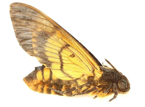 Lepidoptera sphingidae - lepidoptera,,