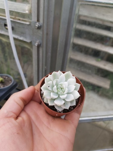 Echeveria tinkerbell - echeveria,