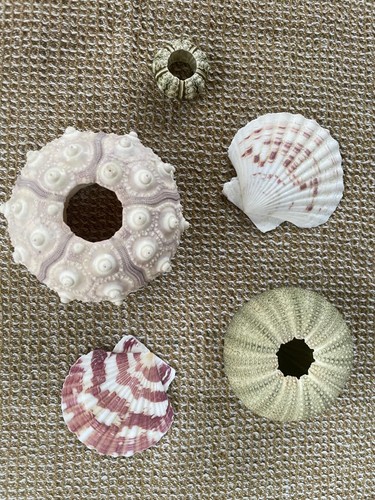 Mixed sized sea urchins - 3x, +