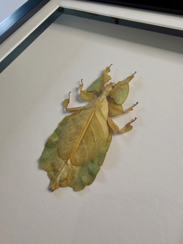 Real framed leaf insect - framed,