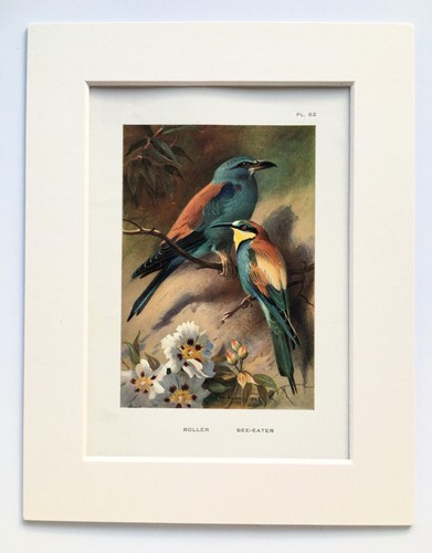 Roller bee eater - &, bee-eater