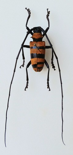 Agnia fasciata longhorn - agnia, beetle