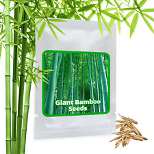 GIANT Bamboo Seeds - 60 pcs -