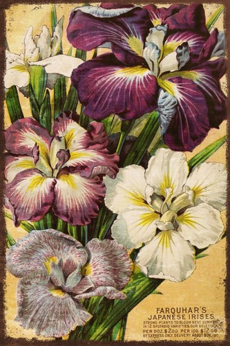 Iris flowers aged look - flowers, floral