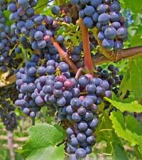 Vitis Beta edible grape   in