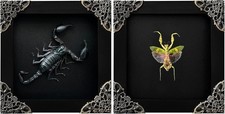 2 Real Green Mantis Lanternfly