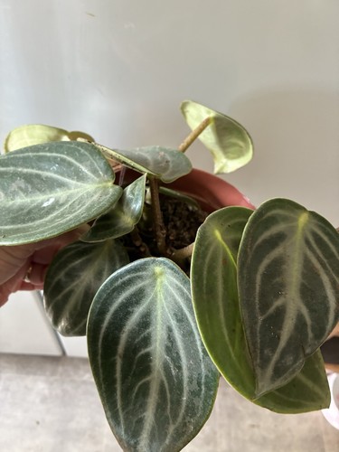 Peperomia sarcophylla plant