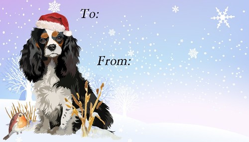 Cavalier king charles spaniel - king,