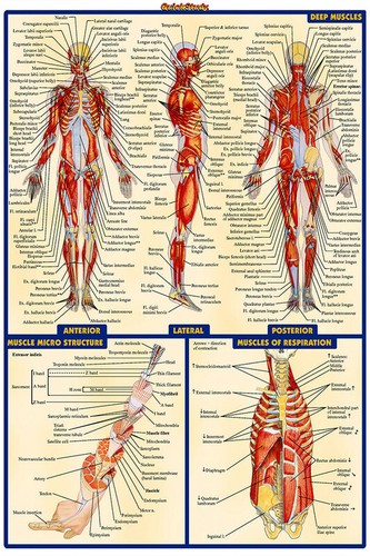 Human anatomy deep muscles - anatomy,