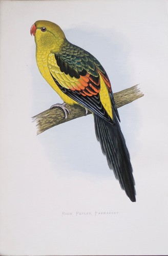 Antique parrot print 1884 - antique,
