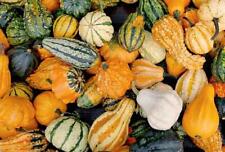 Gourd Small Mixed Sow Mar-May, For Winter Decor, Cut in Autumn, 20 Seeds TRACKED