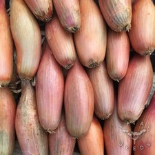 Shallot Zebrune Onion Seeds