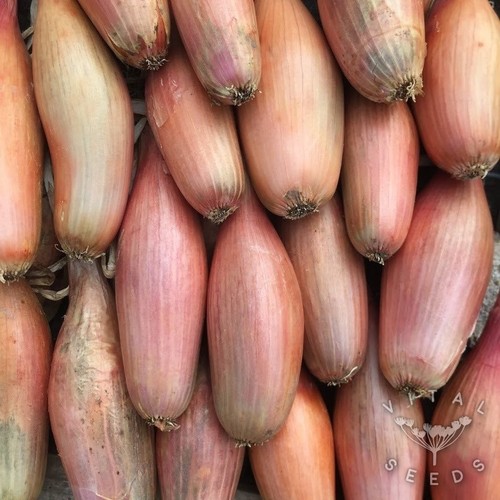 Shallot zebrune onion - zebrune, seeds