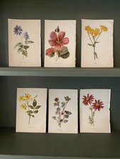 Original Antique botanical / floral bookplates  1908 ,  6 x flower prints