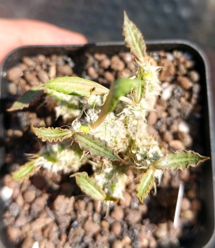 Euphorbia tulearensis - euphorbia,