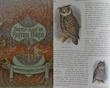 1898 Sketch-Book British Birds