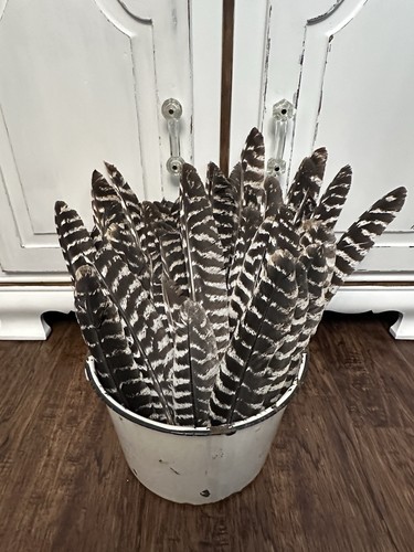 Turkey primary feathers - -,