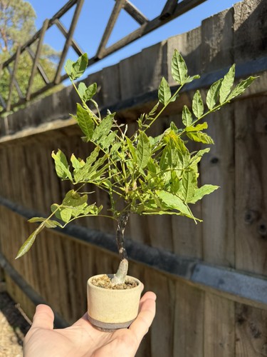 Wisteria mame bonsai - wisteria,