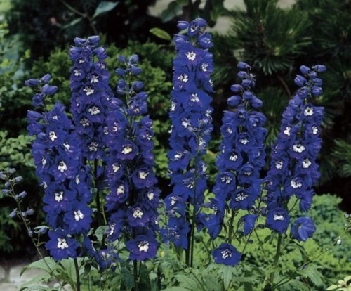 Delphinium dwarf magic - delphinium,