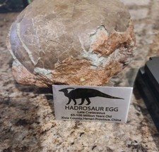 Authentic Hadrosaur Dinosaur