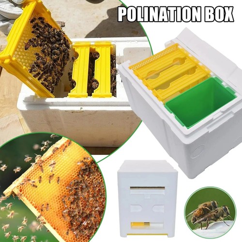 Queen bee breeding box - breeding,