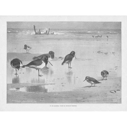 Birds the sea shore by - birds,