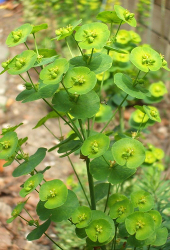 Euphorbia robbiae wood - 3x,