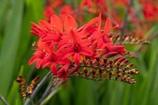 Croscomia Lucifer Montbretia -