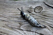 Black Snail glass sculpture