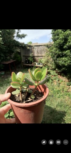 Jade plant - jade, plant.