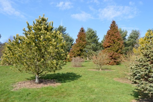 Photo 6x4 bedgebury pinetum - bedgebury,