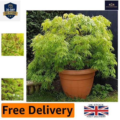 Low maintenance acer emerald - low,