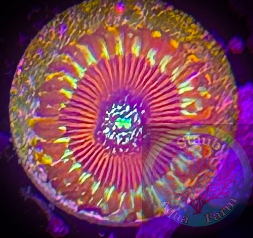 Saf magician zoanthid coral - saf~magician,