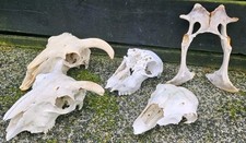  Sheep skulls  Taxidermy Art Craft Curio  Skull film tattoo 